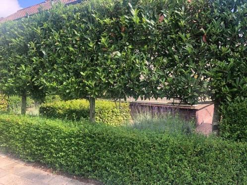 LAURIER LEIBOOM, Prunus, NU v.a. € 159,50 /st, zeer mooi!!, Tuin en Terras, Planten | Bomen, Leiboom, 250 tot 400 cm, Halfschaduw