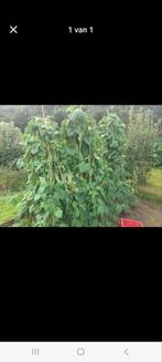 Helaas uitverkocht, Tuin en Terras, Ophalen of Verzenden, Overige soorten, Minder dan 100 cm