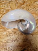 XL Nautilus Schelp - Prachtige Decoratie, Verzamelen, Ophalen of Verzenden