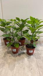 Mooie grote scherpe peperplanten Trinidad en naga jolokia, Tuin en Terras, Zomer, Ophalen of Verzenden, Volle zon