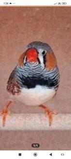 Tekoop GEVRAAGD . ZEBRAVINK MAN, Dieren en Toebehoren, Mannelijk