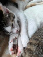 3 kittens, Dieren en Toebehoren, Katten en Kittens | Overige Katten, Meerdere dieren