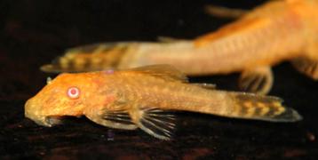 Jonge goudkleurige ancistrussen/algeneters albino beschikbaar voor biedingen