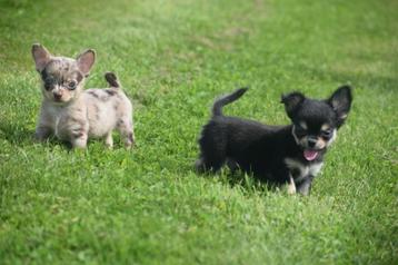 Chihuahua pups mooie keuze kleine Taille beschikbaar voor biedingen