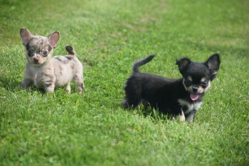 Chihuahua pups mooie keuze kleine Taille, Dieren en Toebehoren, Honden | Chihuahua's en Gezelschapshonden, Meerdere dieren, Chihuahua