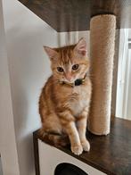 2 lieve kittens, Dieren en Toebehoren, Meerdere dieren, Kortharig, 0 tot 2 jaar