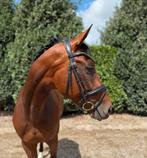 ‼️Leerpaard - Sport-Recreatie-Fokkerij‼️, Dieren en Toebehoren, Paarden, Merrie, Gechipt, M, Dressuurpaard