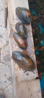 Groen water de oplossing