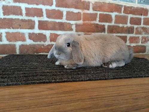 Koppeltje NHD Isabella, Dieren en Toebehoren, Konijnen, Dwerg, Meerdere dieren, 0 tot 2 jaar, Hangoor