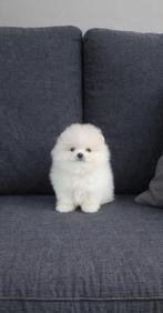 Pomeriaan reutje 🐻, Keeshond, Rabiës (hondsdolheid), Reu, 8 tot 15 weken