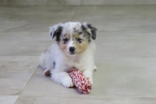 Raszuivere Australian Shepherd pups, Dieren en Toebehoren, Honden | Herdershonden en Veedrijvers, Meerdere dieren, Herder, Fokker | Professioneel