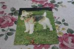 Honden Postkaart - Foxterrier met rood Halster, Duitsland, Verzenden, 1960 tot 1980, Ongelopen, Hond of Kat