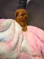 Toy poedel, Dieren en Toebehoren, Honden | Chihuahua's en Gezelschapshonden, Poedel, Rabiës (hondsdolheid), 8 tot 15 weken, Meerdere