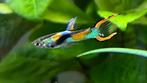 Jonge Endler guppen, Dieren en Toebehoren, Vissen | Aquariumvissen, Vis, Zoetwatervis, Schoolvis
