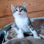 6 zeer !! tamme aanhankelijke kittens, Dieren en Toebehoren, Meerdere dieren, Kortharig, 0 tot 2 jaar