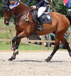 Borsttuig prestige full, Dieren en Toebehoren, Ophalen of Verzenden, Springen