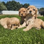 Te koop mooie Cavapoo pups, Dieren en Toebehoren, Honden | Niet-rashonden, Nederland, CDV (hondenziekte), 8 tot 15 weken, Meerdere