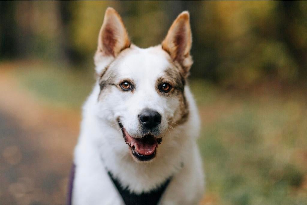 Reu Ice zoekt thuis, kan met katten, Particulier, Reu, Buitenland, Parvo