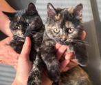 Britskorthaar x Europese Korthaar kittens, Dieren en Toebehoren, Katten en Kittens | Raskatten | Korthaar, Poes, Ingeënt, 0 tot 2 jaar