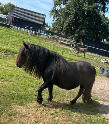 3 mooie shetlanders beschikbaar voor biedingen