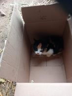 Kittens te koop, Dieren en Toebehoren, Katten en Kittens | Overige Katten, Meerdere dieren, Kortharig, 0 tot 2 jaar