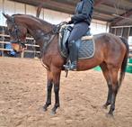 Superbrave 5,5 jr E pony 1,55 mtr(recreatie-manege-sport), Dieren en Toebehoren, Merrie, B, Gechipt, 3 tot 6 jaar