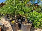 Trachycarpus fortunei  x trachycarpus Wagnerianus, Volle zon, Vaste plant, Bloeit niet, Ophalen