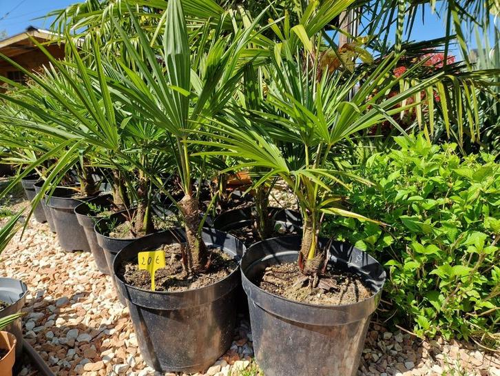 Trachycarpus fortunei  x trachycarpus Wagnerianus, Tuin en Terras, Planten | Tuinplanten, Vaste plant, Overige soorten, Volle zon
