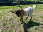 Dwergbok, Dieren en Toebehoren, Schapen, Geiten en Varkens, Mannelijk, Geit, 0 tot 2 jaar