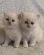 Britskorthaar kittens., Dieren en Toebehoren, Katten en Kittens | Raskatten | Korthaar, Meerdere dieren