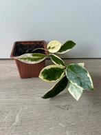 Hoya krimson queen, Ophalen of Verzenden, Overige soorten, Minder dan 100 cm