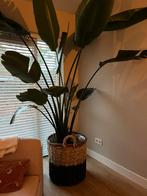Grote rieten mand voor kamerplant, Huis en Inrichting, Kamerplanten, Ophalen of Verzenden, Halfschaduw, Minder dan 100 cm