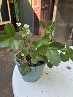 Biologische groente en kruidenplanten., Tuin en Terras, Planten | Tuinplanten, Ophalen, Volle zon, Groenteplanten, Eenjarig