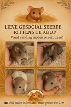 🐀💕Onze lieve rittens mogen het nest verlaten, Ophalen, Zo goed als nieuw