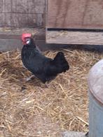 Leg kippen 1 jaar oud, Dieren en Toebehoren, Pluimvee, Vrouwelijk, Kip