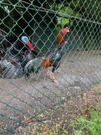 Koppel shamo, Dieren en Toebehoren, Pluimvee, Meerdere dieren, Eend
