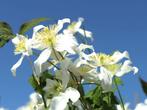CLEMATIS Montana "Wilsonii' Klimplant ( NU PLanttijd ), Tuin en Terras, Planten | Tuinplanten, Ophalen of Verzenden, Lente, Vaste plant