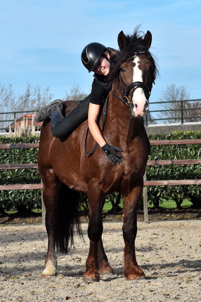 ## TOP BRAVE EN LIEVE KOUDBLOED KRUISING ##, Dieren en Toebehoren, Pony's, Ruin, B, E pony (1.48m - 1.57m), Recreatiepony, 3 tot 6 jaar