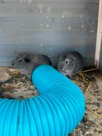 Cavia’s te koop ( beertjes) zilveragoutie, Dieren en Toebehoren, Cavia, Mannelijk, Januari, Tam