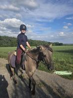 Knappe lieve pony, Dieren en Toebehoren, Pony's, Ruin, C pony (1.27m tot 1.37m), Gechipt, 3 tot 6 jaar