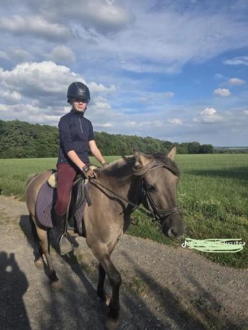 Knappe lieve pony beschikbaar voor biedingen