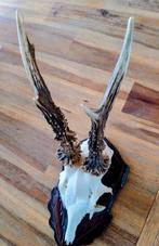 Ree gewei op schild, Ophalen of Verzenden, Zo goed als nieuw, Hert, Gewei of Kop