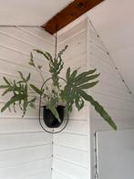 Blauwvaren kamerplant inclusief hangpot, Huis en Inrichting, Ophalen, Overige soorten, Minder dan 100 cm