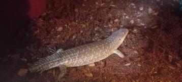 Egernia stokesii beschikbaar voor biedingen