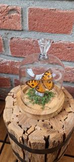 Vlinder in stolp - Het Kadohart Asten, Ophalen of Verzenden, Nieuw