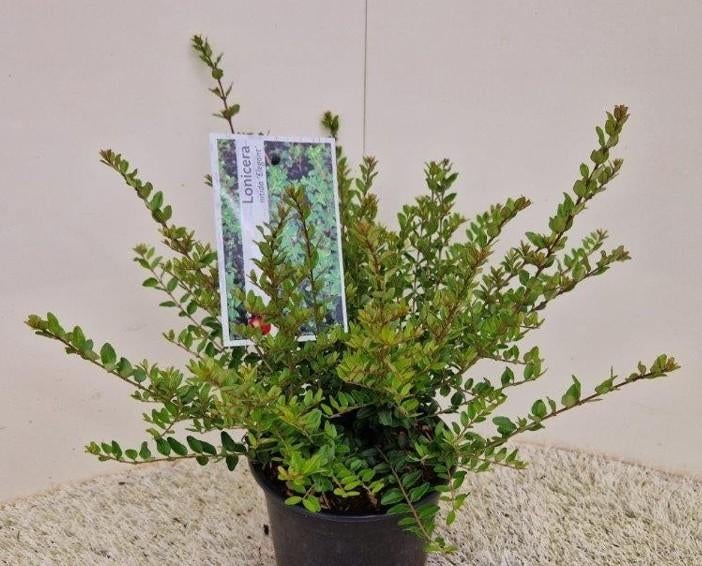 Lonicera, Ophalen of Verzenden, Overige soorten, Volle zon