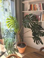 Grote monstera, Huis en Inrichting, Kamerplanten, Ophalen, 100 tot 150 cm, Overige soorten, Halfschaduw