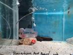Flowerhorn Red Pearl Cichlide, Dieren en Toebehoren, Vissen | Aquariumvissen, Vis, Zoetwatervis
