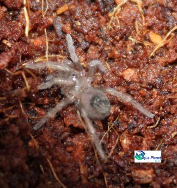 Brachypelma emilia beschikbaar voor biedingen