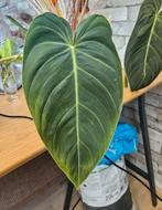 philodendron melachoschium, Huis en Inrichting, Kamerplanten, Ophalen, Overige soorten, Minder dan 100 cm